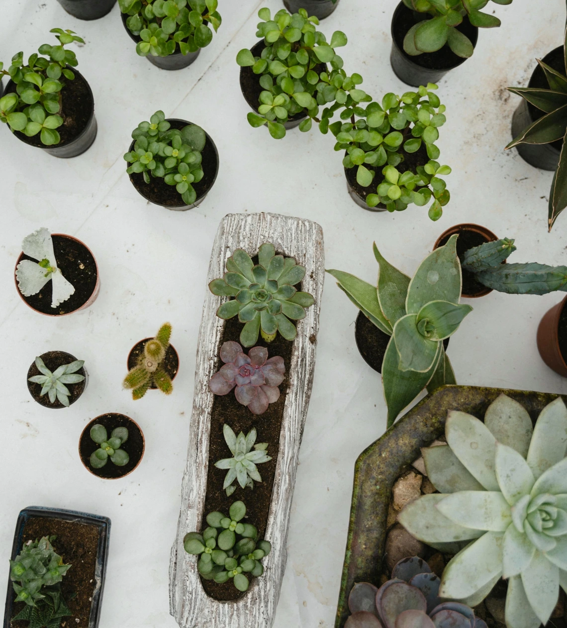 Image of succulents