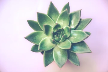 single succulent plant on a purple background